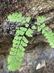 Adiantum aleuticum aleuticum