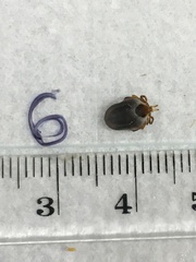 Ixodes holocyclus