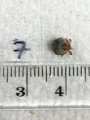Ixodes holocyclus