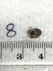 Ixodes holocyclus