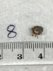 Ixodes holocyclus