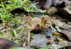 Phoneutria boliviensis