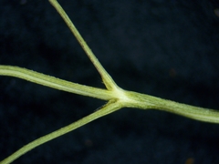 Eragrostis pectinacea pectinacea