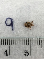 Ixodes holocyclus
