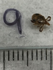 Ixodes holocyclus