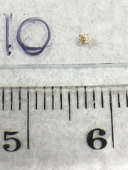 Ixodes holocyclus