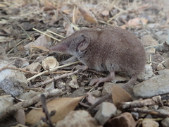 Crocidura