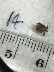 Ixodes holocyclus