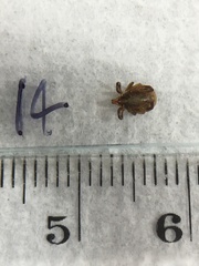 Ixodes holocyclus