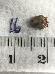 Ixodes holocyclus