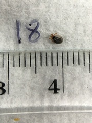 Ixodes holocyclus