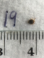 Ixodes holocyclus