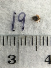 Ixodes holocyclus