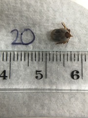Ixodes holocyclus