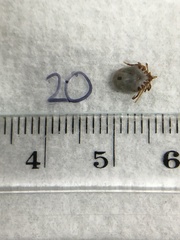 Ixodes holocyclus