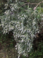 Baccharis halimifolia image