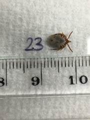 Ixodes holocyclus