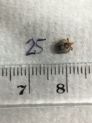 Ixodes holocyclus