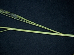 Eragrostis pectinacea pectinacea