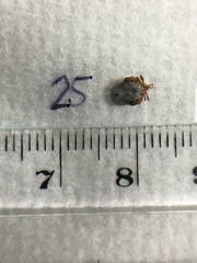 Ixodes holocyclus