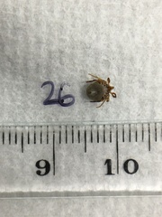 Ixodes holocyclus