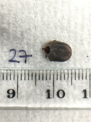 Ixodes holocyclus