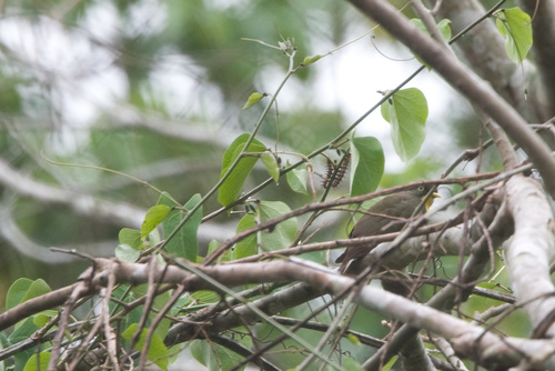 Yellow-throated Cuckoo