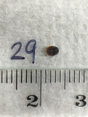 Ixodes holocyclus