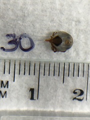 Ixodes holocyclus