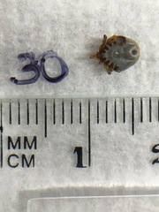Ixodes holocyclus