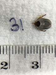 Ixodes holocyclus