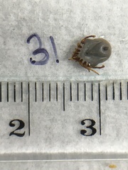 Ixodes holocyclus