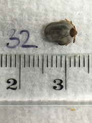 Ixodes holocyclus