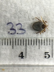 Ixodes holocyclus