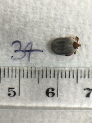 Ixodes holocyclus