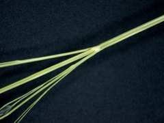 Eragrostis pectinacea pectinacea