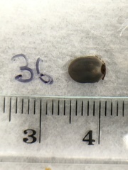 Ixodes holocyclus