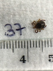Ixodes holocyclus