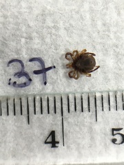 Ixodes holocyclus