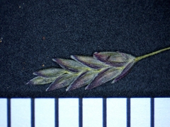 Eragrostis pectinacea pectinacea