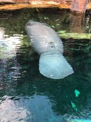 Trichechus manatus