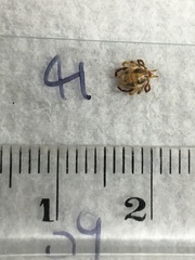 Ixodes holocyclus