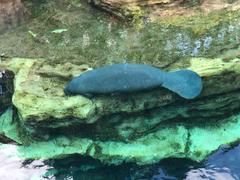 Trichechus manatus
