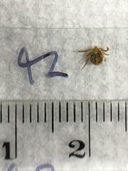 Ixodes holocyclus