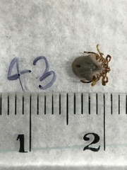 Ixodes holocyclus