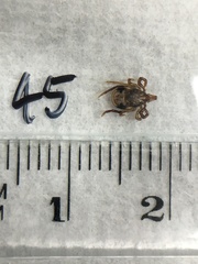 Ixodes holocyclus