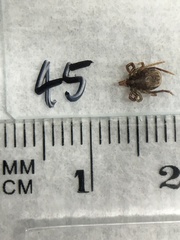 Ixodes holocyclus