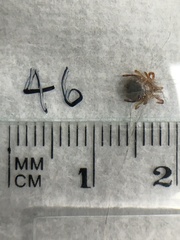 Ixodes holocyclus