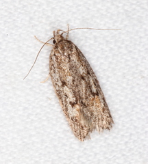Acantholena siccella