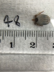 Ixodes holocyclus